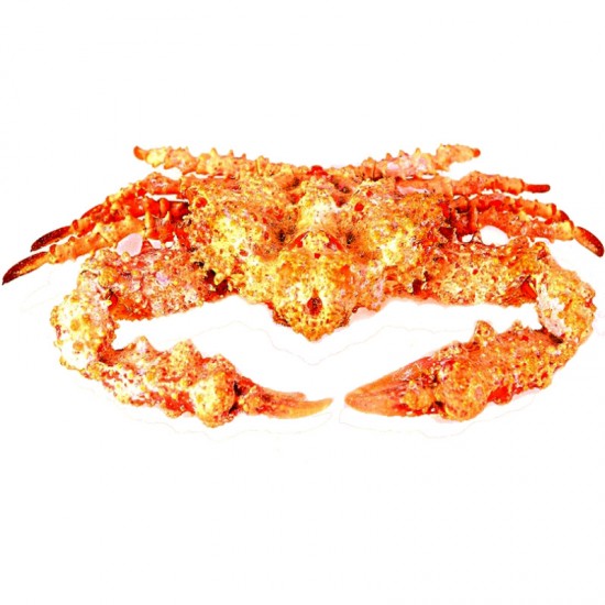 KURUTULMUŞ YENGEÇ-KAYA