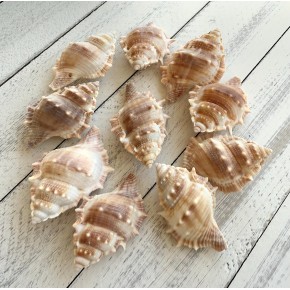 DENİZ KABUĞU 500 GR PAKET BURSA RANA