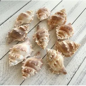 DENIZ KABUGU 500 GR PAKET BURSA RANA