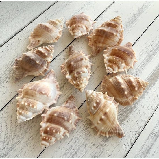 DENİZ KABUĞU 500 GR PAKET BURSA RANA