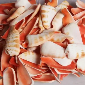 GERÇEK DENIZ KABUGU 250 GR PAKET KESIK RED LIPS-ÜST