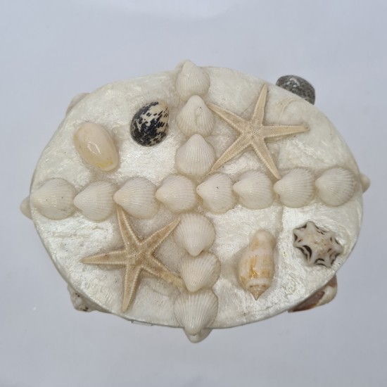 BÜYÜK SEDEF KUTU-OVAL-KARIŞIK KABUKLU