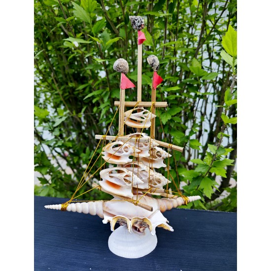 GEMİ-KESİK AURISDIANE