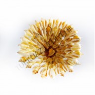 CANARIUM KABUK ŞEKERLİK