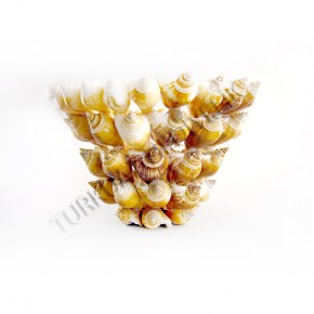 CANARIUM KABUK ŞEKERLİK