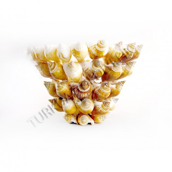 CANARIUM KABUK ŞEKERLİK