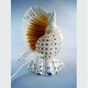 TUNA TESELLATA LAMBA