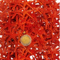 DENİZ YILDIZI 2,5-4,50 Cm-NATUREL