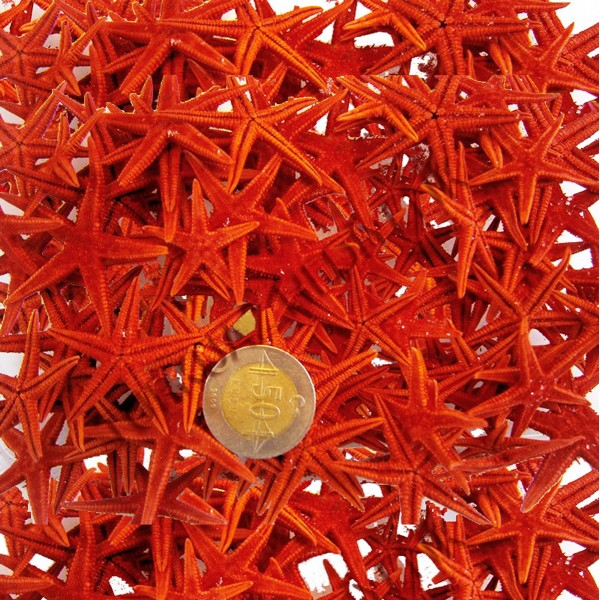 Deniz Yıldızı 2,5–4,5 cm - Kırmızı Deniz Yıldızı 2,5–4,5 cm - Kırmızı