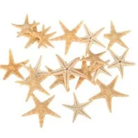 DENIZ YILDIZI 1-1.5 Cm Arasi -NATUREL