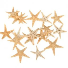 DENIZ YILDIZI 1-1.5 Cm Arasi -NATUREL