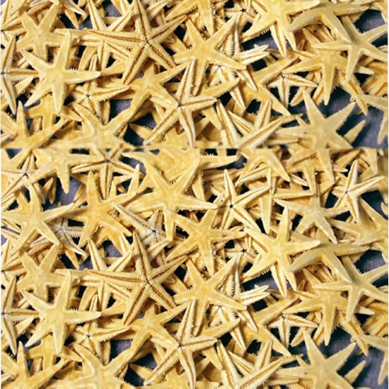 DENİZ YILDIZI 1-1.5 Cm Arası -NATUREL
