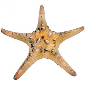 DENİZ YILDIZI-PH  5"-7"