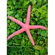 DENİZ YILDIZI-(PEMBE PARMAK) 4"-5"