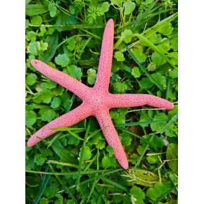 DENIZ YILDIZI-(PEMBE PARMAK) 4