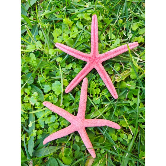 DENİZ YILDIZI-(PEMBE PARMAK) 4"-5"