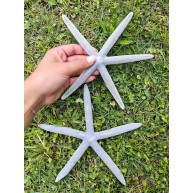 MAVİ PARMAK YILDIZ 8-9"