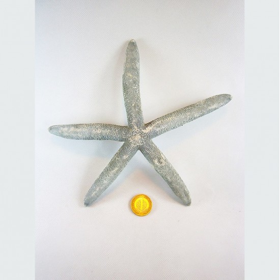 MAVİ PARMAK YILDIZ 8-9"