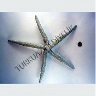 MAVİ PARMAK YILDIZ 8-9"