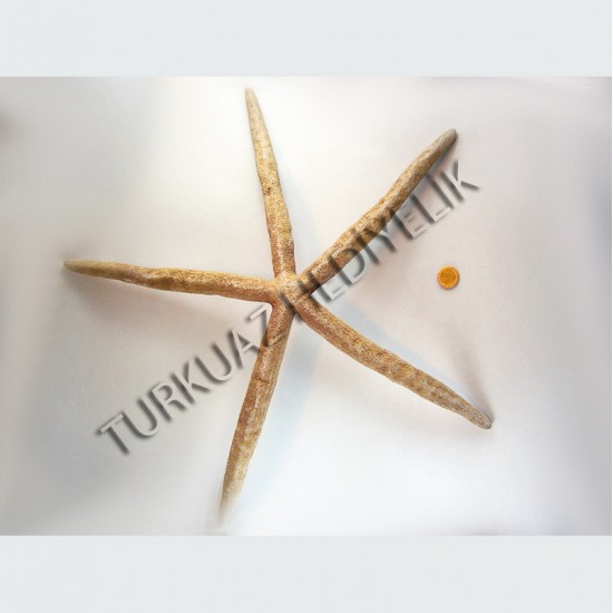 KIRMIZI PARMAK YILDIZ 