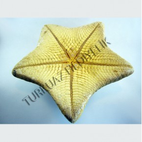 KUTU YILDIZ 6-7"