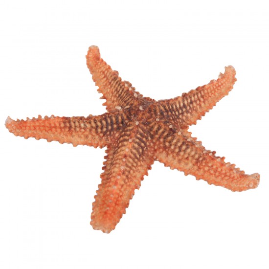 TESTERE YILDIZ 6"-7"