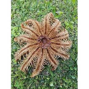 CROWN OF THORNS-XL