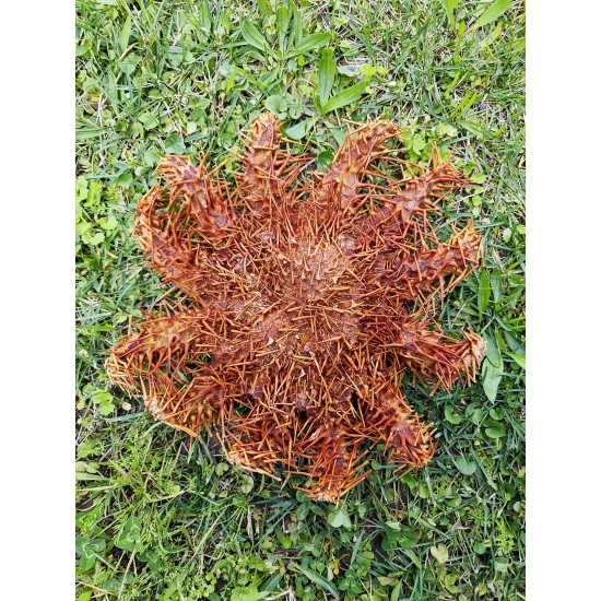 CROWN OF THORNS-XL