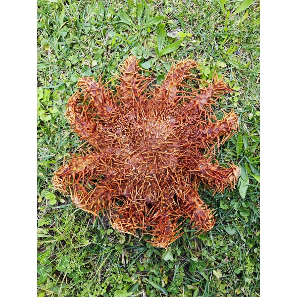 Dikenli Taç Deniz Yıldızı (Crown of Thorns) - XL Dikenli Taç Deniz Yıldızı (Crown of Thorns) - XL