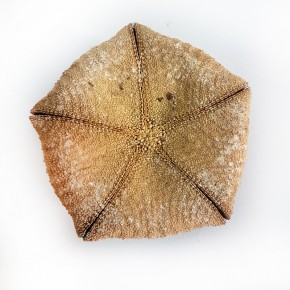 DENİZ YILDIZI - KUTU 4"-5"                                  