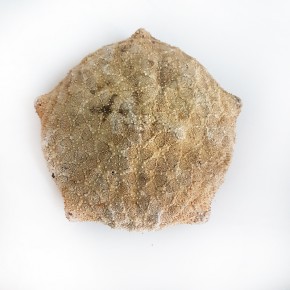 DENİZ YILDIZI - KUTU 4"-5"                                  