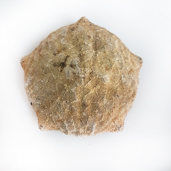 DENİZ YILDIZI - KUTU 4"-5"                                  