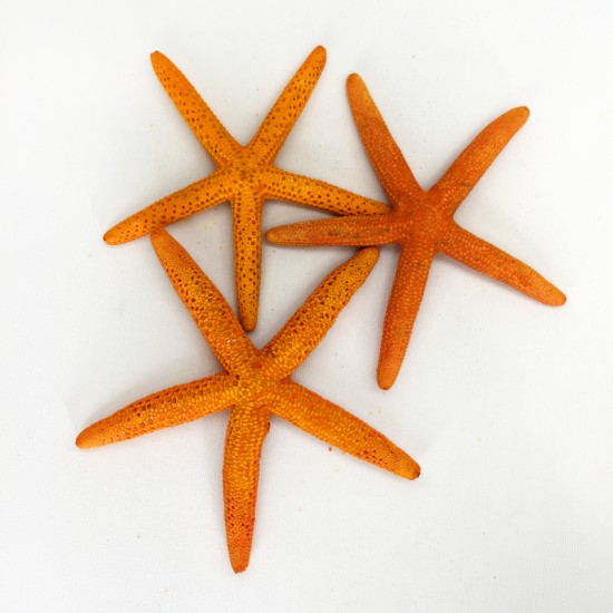 DENİZ YILDIZI-(TURUNCU) 4"-5"                               