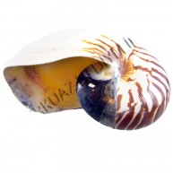 CHAMBER NAUTILUS NATUREL 6"