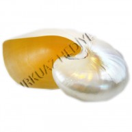 CHAMBER NAUTILUS SEDEFLİ 6"