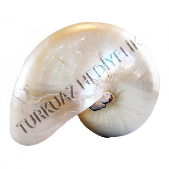CHAMBER NAUTILUS SEDEFLİ 6"