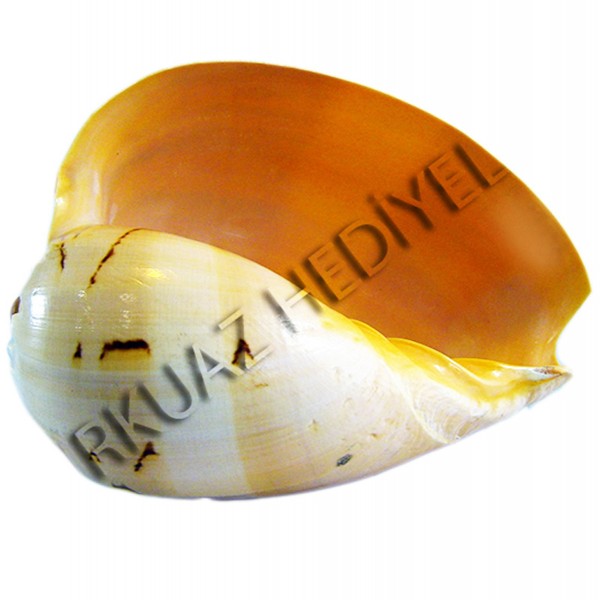 Melon Diadema Deniz Kabuğu - 10 inç