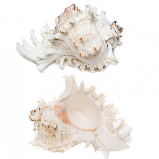 MUREX RAMASUS 6"