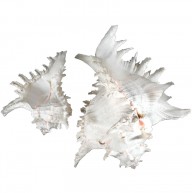 MUREX RAMASUS 9"
