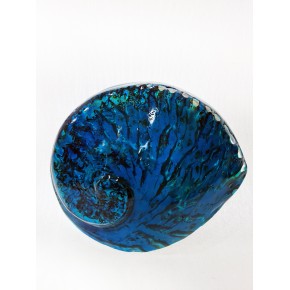 HALIOTIS MIDAE MAVİ 5,5" - 6"