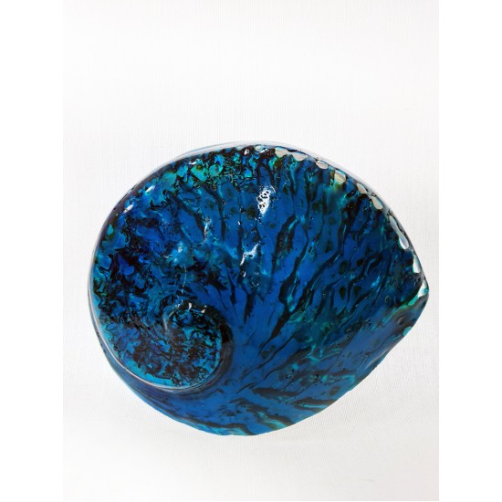 HALIOTIS MIDAE MAVİ 5,5" - 6"