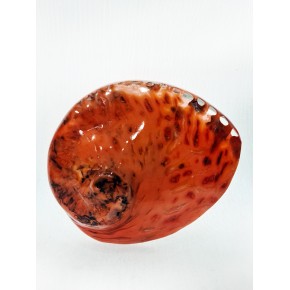 HALIOTIS MIDAE TURUNCU 5.5" - 6"