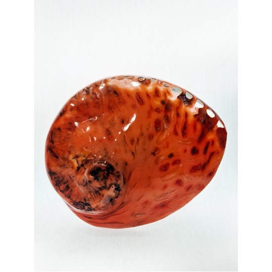 HALIOTIS MIDAE TURUNCU 5.5" - 6"