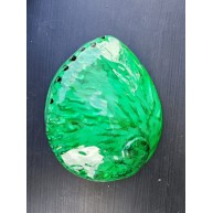 HALIOTIS MIDAE GREEN 5,5"