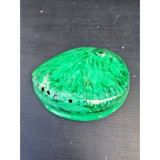 HALIOTIS MIDAE GREEN 5,5"