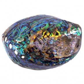PAUA PEARLIZED 4"