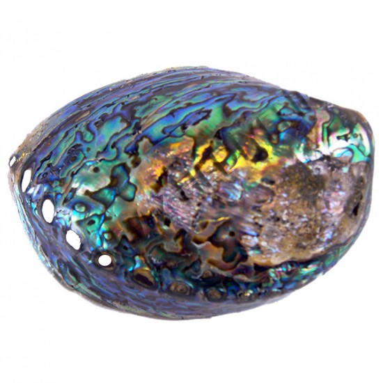 PAUA PEARLIZED 4"