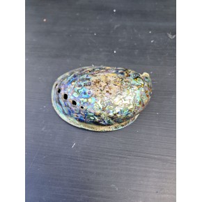 PEARLIZED PAUA 4"
