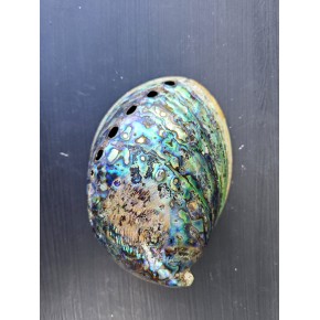 PEARLIZED PAUA 4"