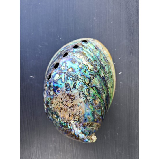 PEARLIZED PAUA 4"
